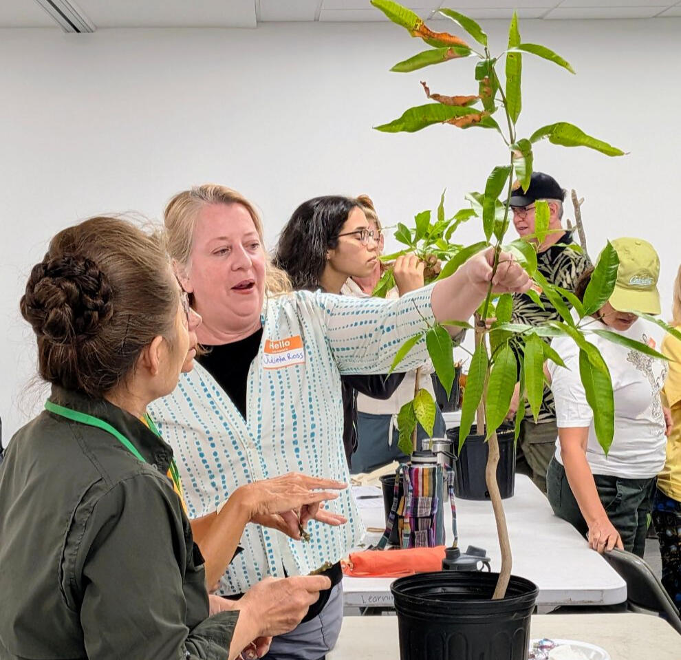 mango Grafting ,mango grafting